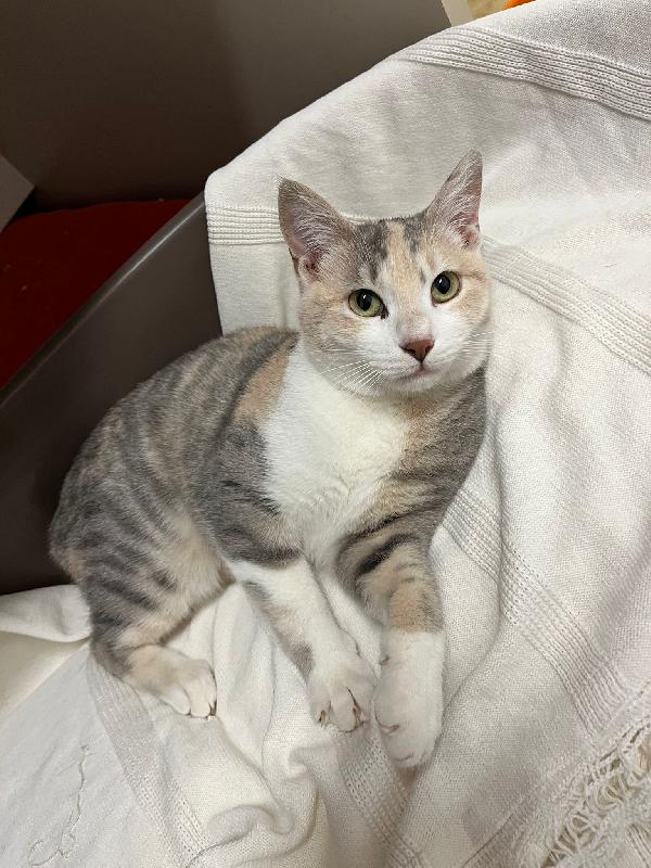 BONNIE, 6 mesi, dolce come il miele Foto 4